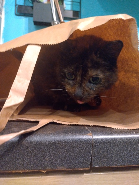 Flounders or Flouncers? The Excellent Cats continue their important debate