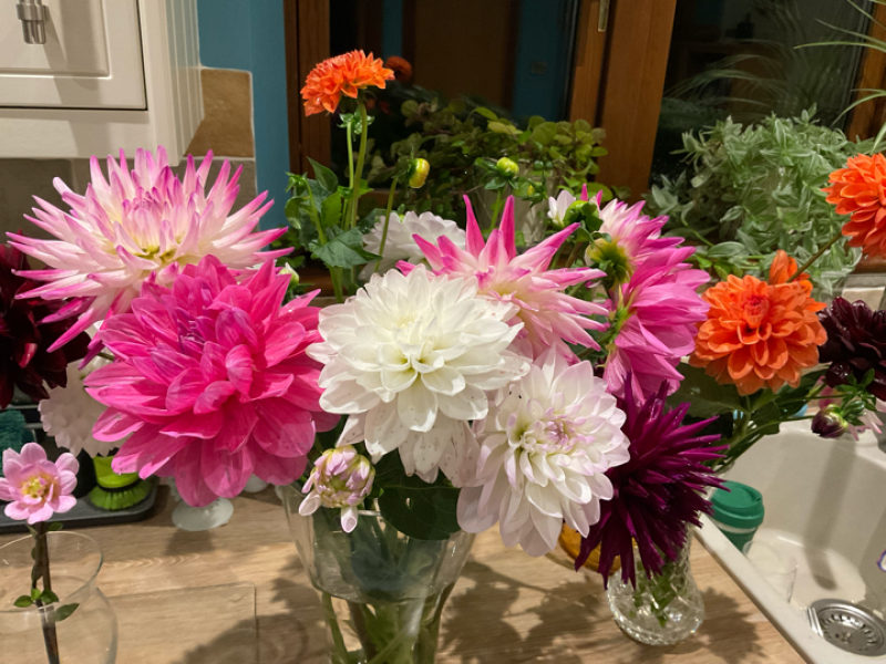 What have you done in the garden today? Part 5
