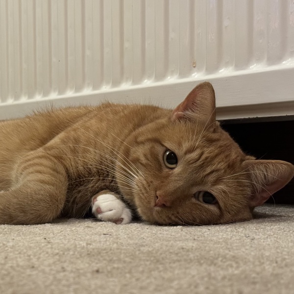 Flounders or Flouncers? The Excellent Cats continue their important debate