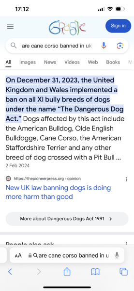 Pregnant dog