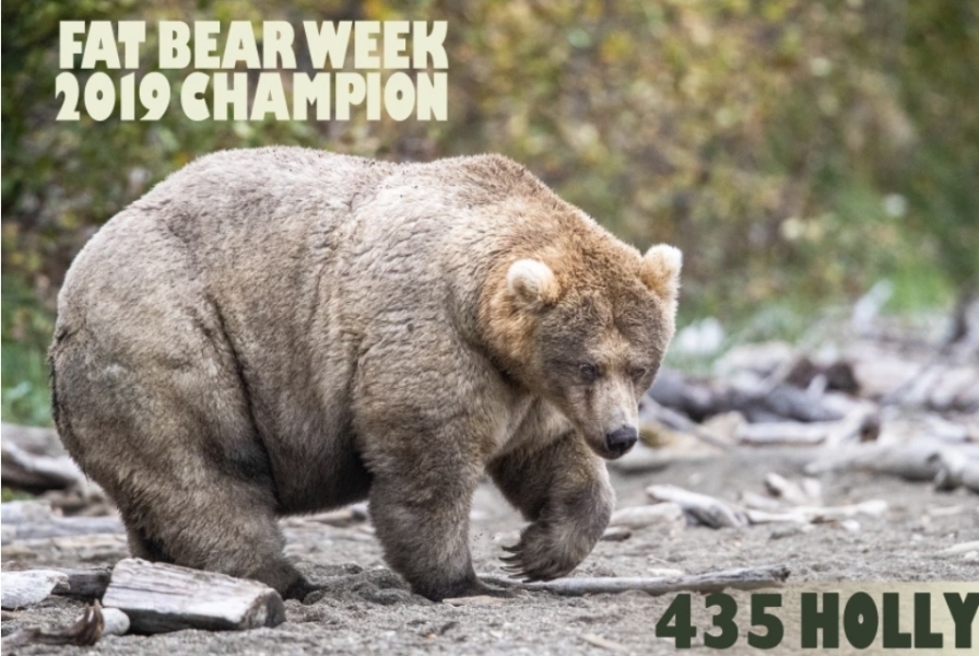 AIBU to bring 'Fat Bear Week' 2024 to your attention? Vote for your favourite!