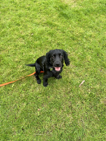 Puppy Survival Thread for New & Old Pups - Soon be Autumn 2024
