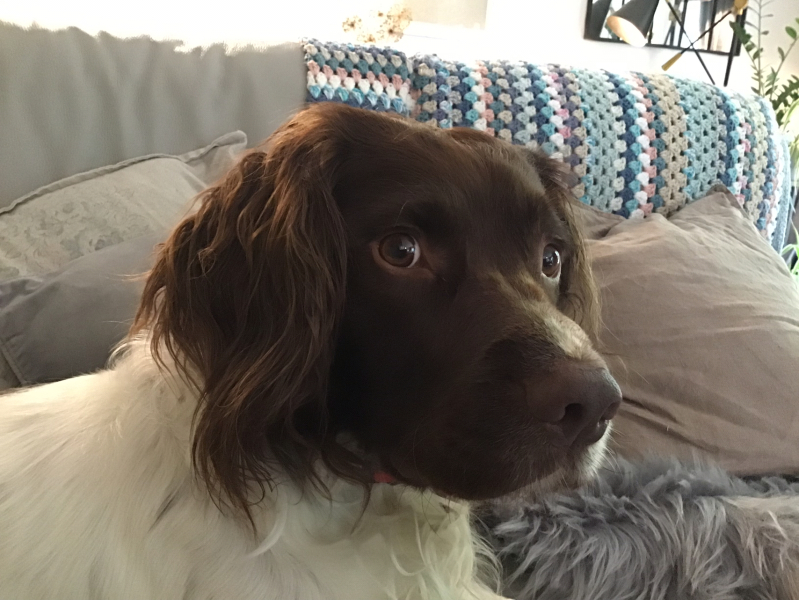 Thread 7 Starmer : Cats and Conferences