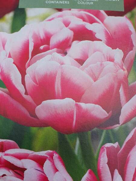 Autumn - Gardening Jobs to do this Season (Sep, Oct, Nov)