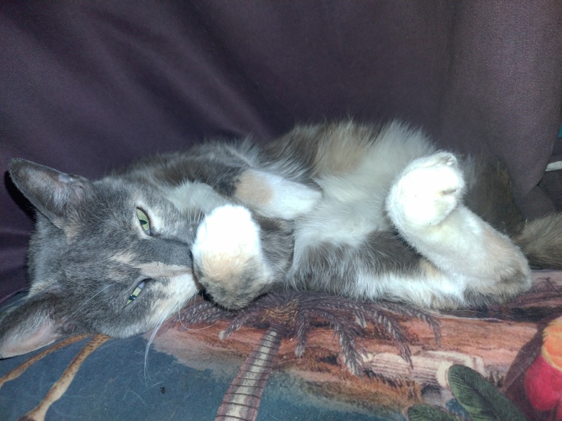 Flounders or Flouncers? The Excellent Cats continue their important debate