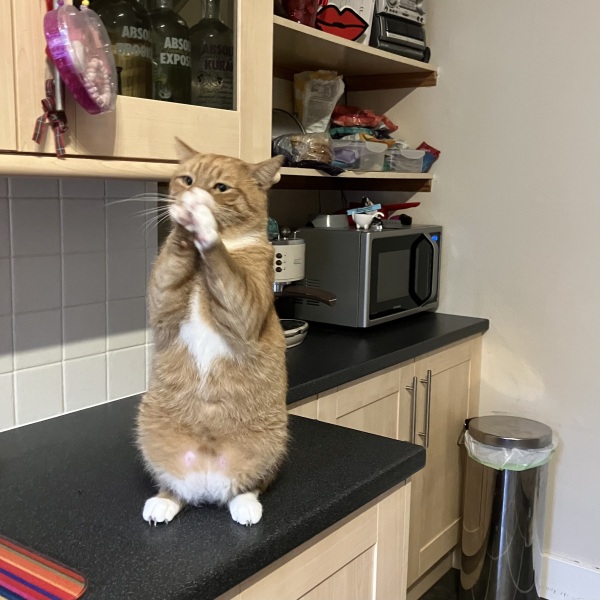 Cat did a strange thing today