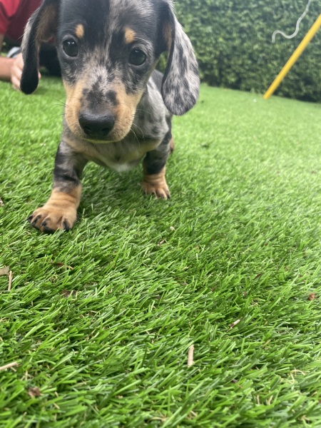 New puppy - meet Sizzle