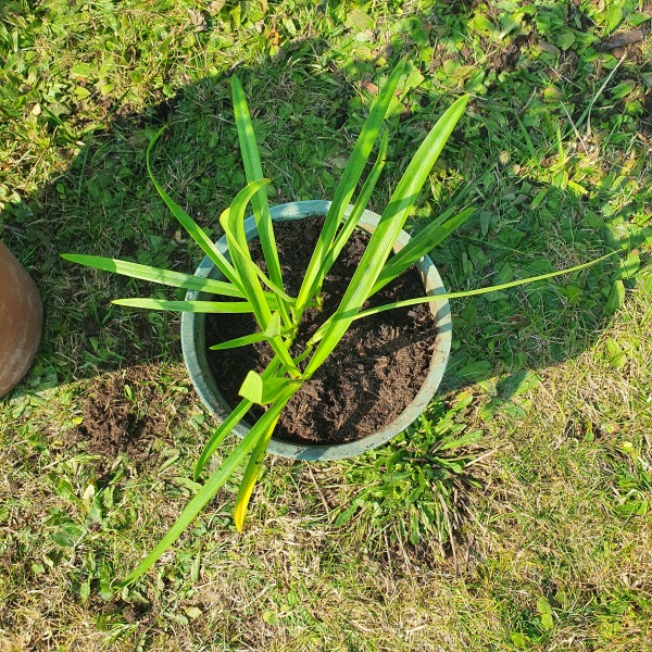 Advice on Agapanthus