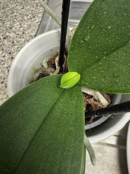 Houseplants: Orchid - dead?