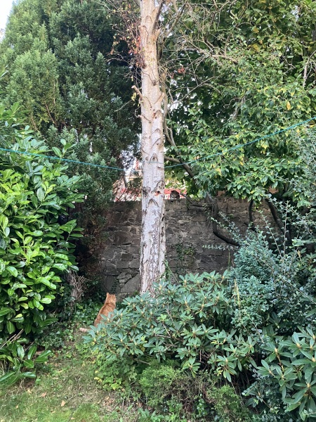 Passports, buckets and spades - the Excellent Cats go on their holidays