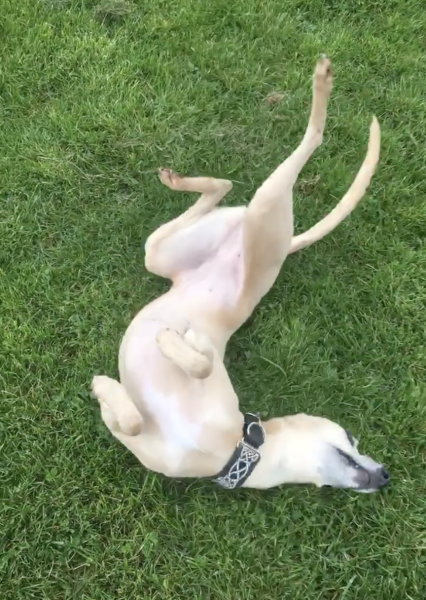AIBU to think dog owners have low hygiene standards.