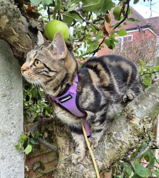 Recommendations for cat tracking collars