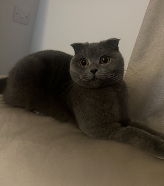 Passports, buckets and spades - the Excellent Cats go on their holidays