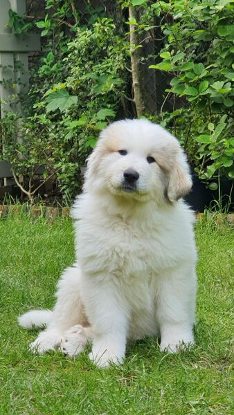 Puppy Survival Thread for New & Old Pups - Soon be Autumn 2024