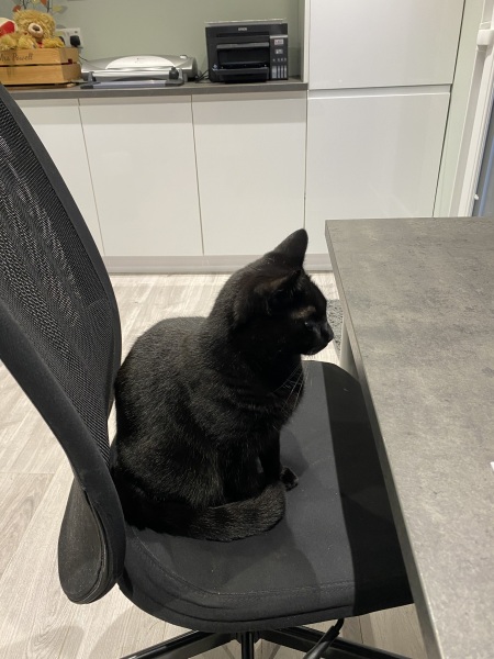 Thread 7 Starmer : Cats and Conferences