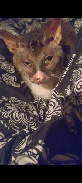 Passports, buckets and spades - the Excellent Cats go on their holidays