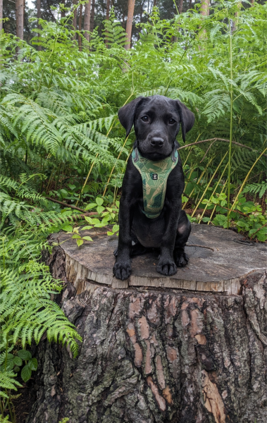 Puppy Survival Thread for New & Old Pups - Soon be Autumn 2024