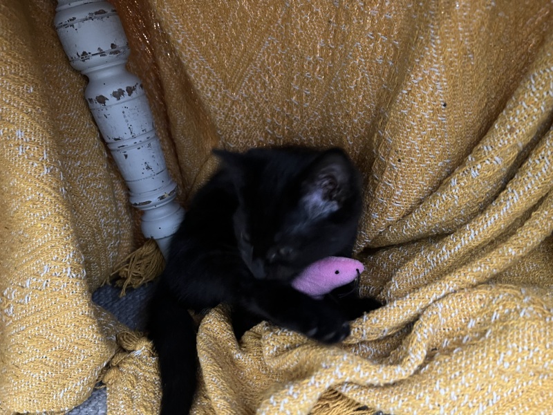 Should I get a kitten?! HELP