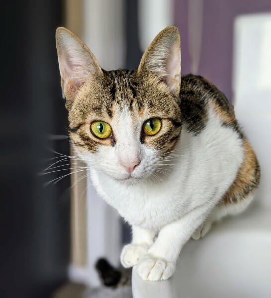 Cat burglar!