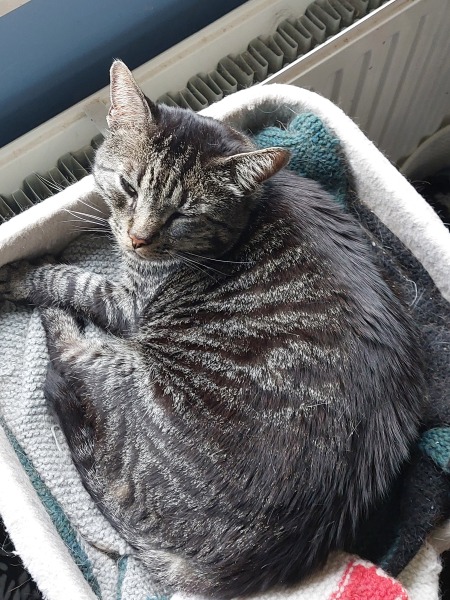 Thread 8 Starmer : Cat fur on new clothes