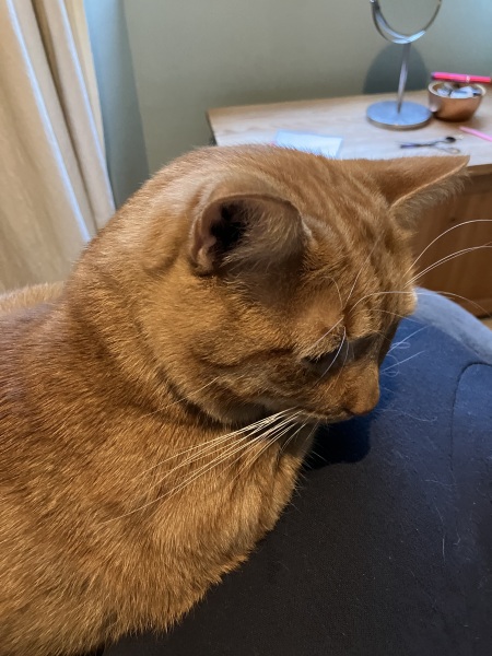 Passports, buckets and spades - the Excellent Cats go on their holidays