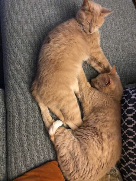 Thread 7 Starmer : Cats and Conferences