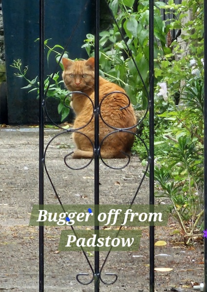 Passports, buckets and spades - the Excellent Cats go on their holidays