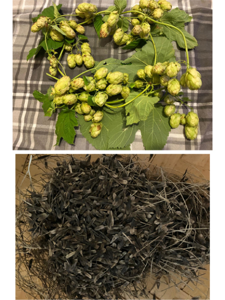 The Autumnal Christmas Chronicles Preamble thread