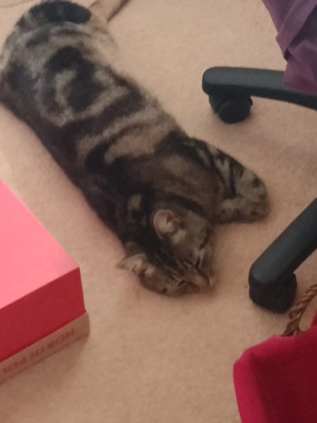 Flounders or Flouncers? The Excellent Cats continue their important debate