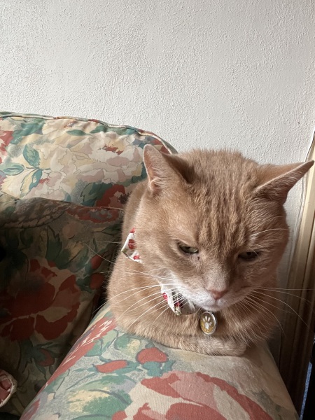 Expressions of noble disappointment please