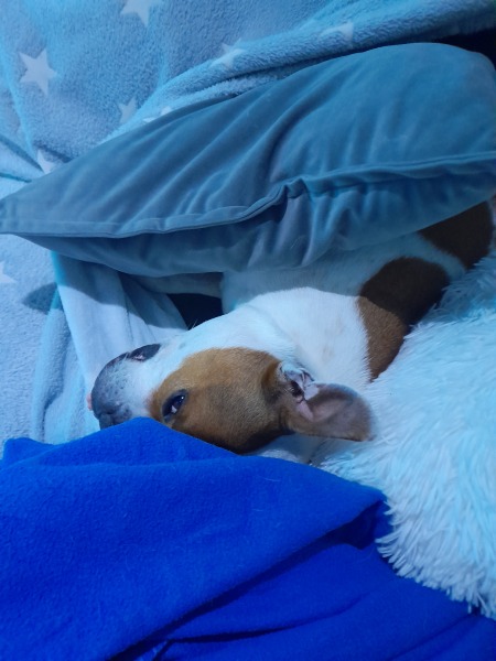 A photo of your dog right now