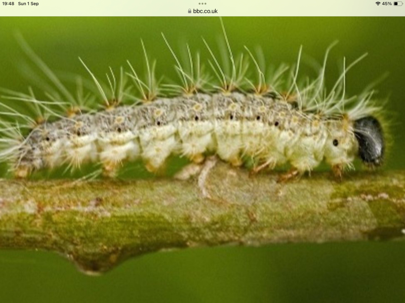 Can anyone help me ID this caterpillar?