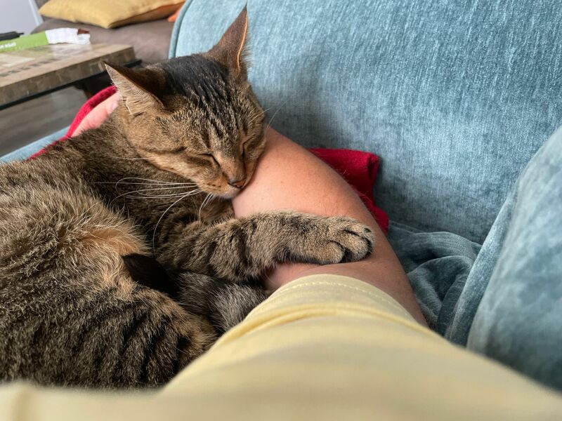 How cats show affection