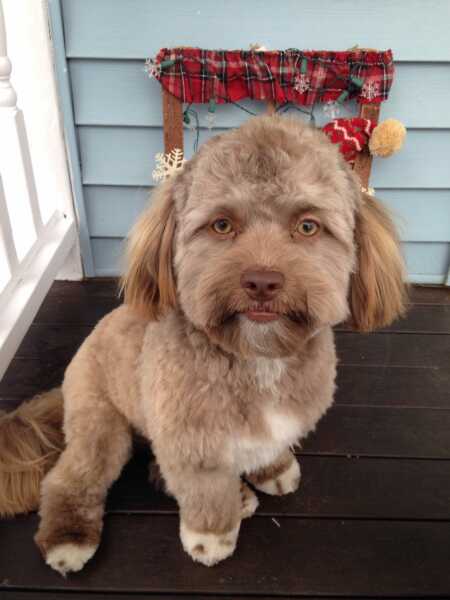 To not understand the obsession with ‘doodle’ breeds