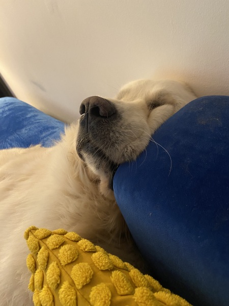 A photo of your dog right now
