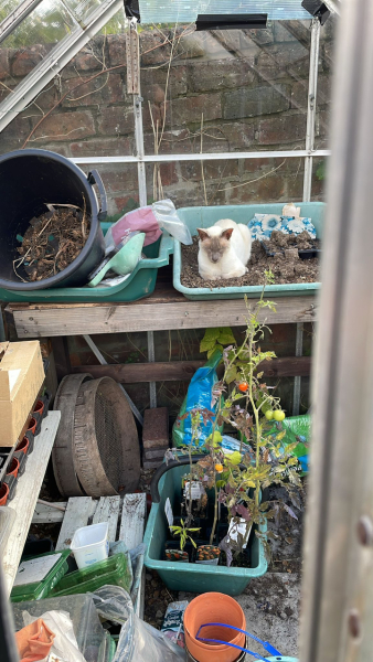 Thread 7 Starmer : Cats and Conferences