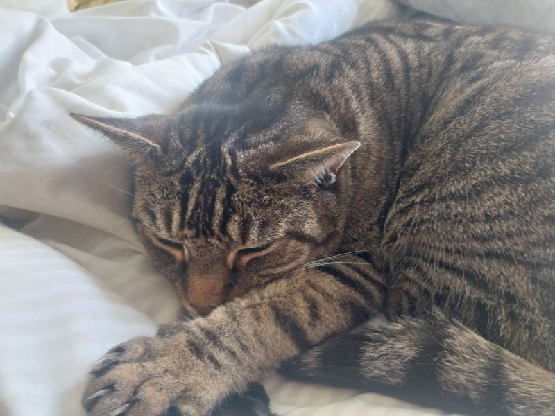 Thread 8 Starmer : Cat fur on new clothes