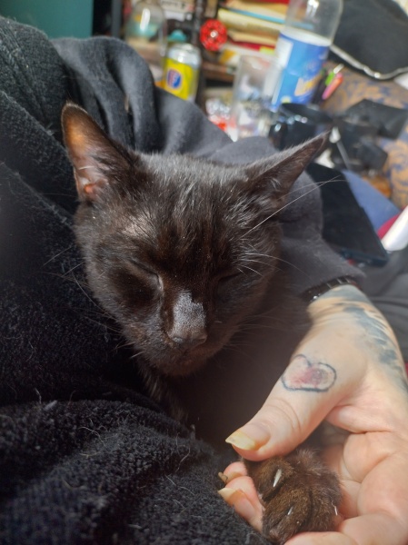 Flounders or Flouncers? The Excellent Cats continue their important debate