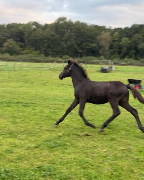 Show us your 2024 foals!