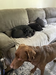 HELP! Pic attached! Dog is obsessed with bitch all of a sudden!!