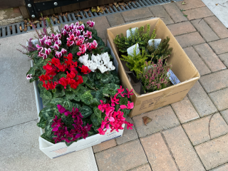 Autumn - Gardening Jobs to do this Season (Sep, Oct, Nov)