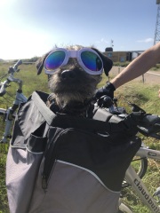 Border terriers