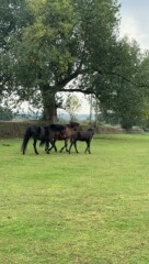 Show us your 2024 foals!