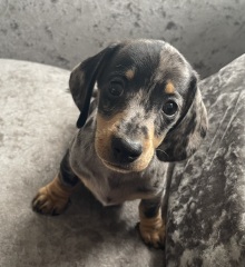 New puppy - meet Sizzle