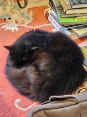 Passports, buckets and spades - the Excellent Cats go on their holidays