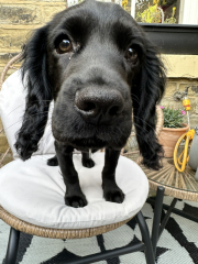Puppy Survival Thread for New & Old Pups - Soon be Autumn 2024