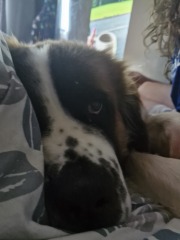 A photo of your dog right now