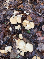 The Autumnal Christmas Chronicles Preamble thread