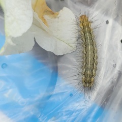 Can anyone help me ID this caterpillar?