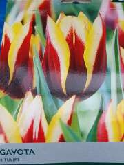 Autumn - Gardening Jobs to do this Season (Sep, Oct, Nov)